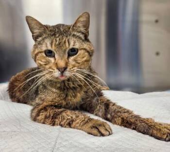 Mister Man -  Domestic Short Hair Cat for Adoption in Fresno, California - Mister Man | PetCurious