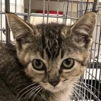 110443 -  Domestic Short Hair Cat for Adoption in Las Cruces, New Mexico - 110443 | PetCurious