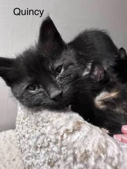 Domestic Short Hair Cats Available for Adoption in Libertyville, Illinois - Quincy | PetCurious