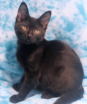 Domestic Short Hair Cats Available for Adoption - Cajun | PetCurious