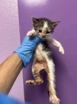 61553414 -  Domestic Short Hair Cat for Adoption in El Paso, Texas - 61553414 | PetCurious