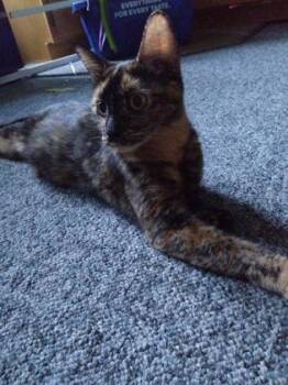 Rusty -  Domestic Short Hair Cat for Adoption in Simcoe, Ontario - Rusty | PetCurious