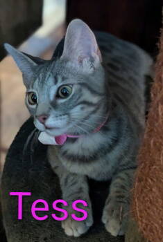 Rescue Domestic Short Hair Cats for Adoption - Tess | PetCurious