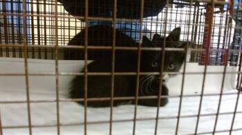 Domestic Short Hair Cats Available for Adoption in Doral, Florida - KAYCEE | PetCurious