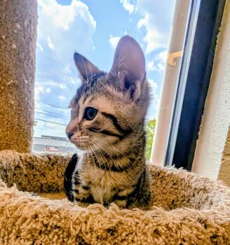 Meowth -  American Shorthair Cat for Adoption in Mt. Juliet, Tennessee - Meowth | PetCurious
