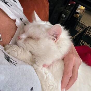 Domestic Long Hair Cats Available for Adoption - Blizzard | PetCurious