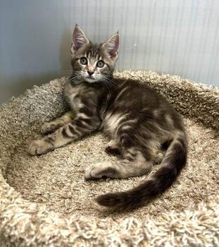 Dusty -  Domestic Short Hair Cat for Adoption in West Palm Beach, Florida - Dusty | PetCurious
