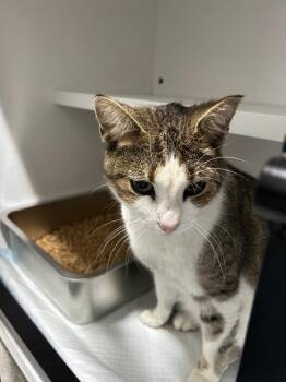 Domestic Short Hair Cats Available for Adoption - Birdie | PetCurious