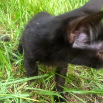 Nandor -  Domestic Short Hair Cat for Adoption in Gainesville, Florida - Nandor | PetCurious