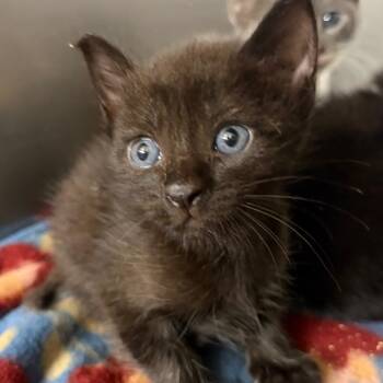 Joplin -  Domestic Short Hair Cat for Adoption in Lake Jackson, Texas - Joplin | PetCurious