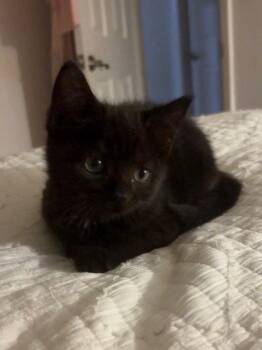 Frankie KITTEN -  Domestic Short Hair Cat for Adoption in Rockaway, New Jersey - Frankie KITTEN | PetCurious