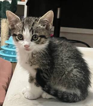 Rescue Domestic Short Hair Cats for Adoption in East Hanover, New Jersey - Mako | PetCurious