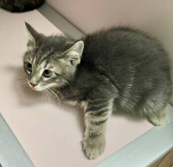 Haiden -  Domestic Short Hair Cat for Adoption in Providence Forge, Virginia - Haiden | PetCurious