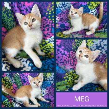 Meg -  Domestic Short Hair Cat for Adoption in Corpus Christi, Texas - Meg | PetCurious