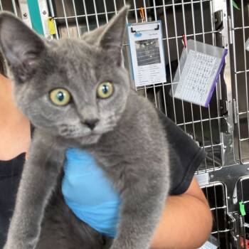 Rescue Domestic Short Hair Cats for Adoption in Davenport, Iowa - Ice Nine Mews | PetCurious