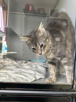 Domestic Long Hair Cats Available for Adoption in Dayton, Minnesota - Itchy | PetCurious