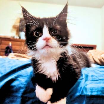 Draven -  Domestic Long Hair Cat Available for Adoption in Middletown, Ohio - Draven | PetCurious