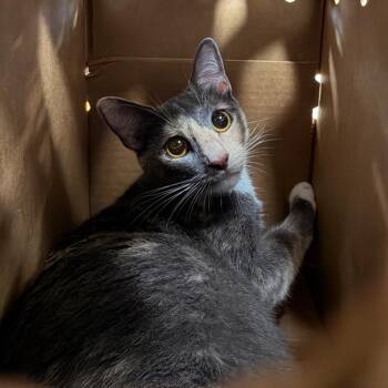 Jules -  Domestic Short Hair Cat for Adoption in Philadelphia, Pennsylvania - Jules | PetCurious