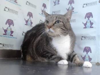 SCHITARA -  Domestic Short Hair Cat for Adoption in Orlando, Florida - SCHITARA | PetCurious