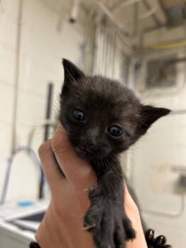 Domestic Short Hair Cats Available for Adoption in Fruit Heights, Utah - Bear | PetCurious