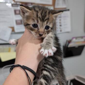 Domestic Short Hair Cats Available for Adoption in Buchanan Dam, Texas - Bottle Baby 1 | PetCurious