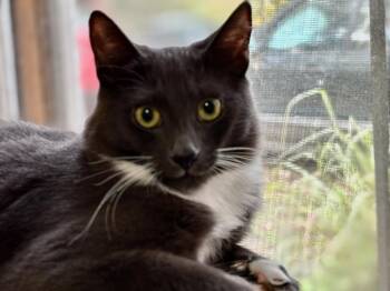 Domestic Medium Hair Cats Available for Adoption - Milo | PetCurious