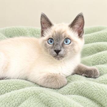 Bear -  Siamese and Domestic Short Hair Cat for Adoption in Long Beach, Washington - Bear | PetCurious