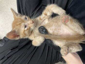A378637 -  Domestic Short Hair Cat for Adoption in Stockton, California - A378637 | PetCurious