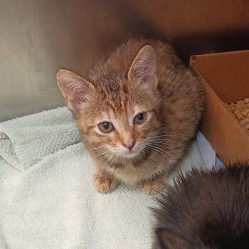 Domestic Short Hair Cats Available for Adoption in Nashville, Tennessee - Honey Bunny | PetCurious