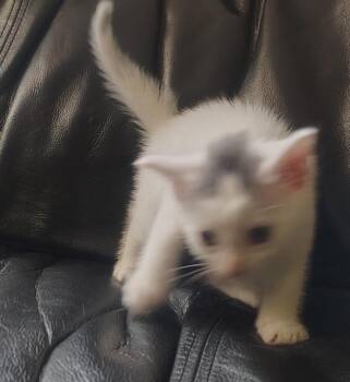 Mickey -  Domestic Short Hair Cat for Adoption in Meriden, Connecticut - Mickey | PetCurious