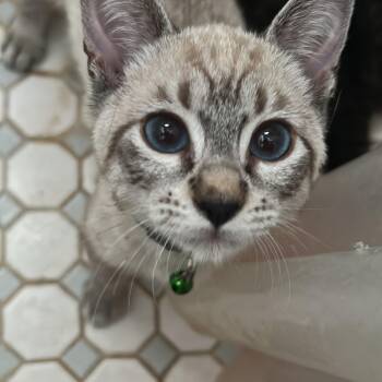 Puff Puff -  Siamese Cat for Adoption in Humacao, Humacao - Puff Puff | PetCurious