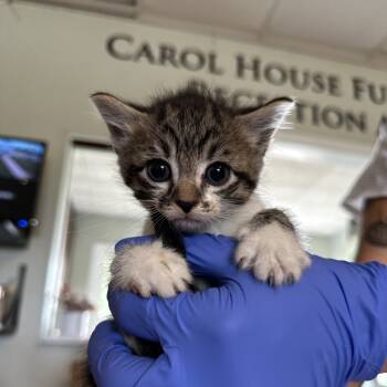 Rescue Domestic Medium Hair Cats for Adoption in Troy, Illinois - Alanis | PetCurious