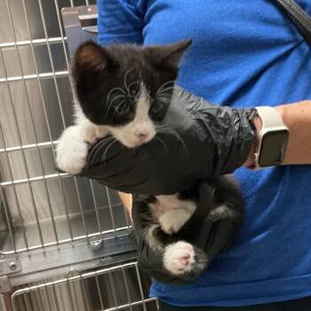Bran Muffin -  Domestic Short Hair Cat for Adoption in Pasadena, California - Bran Muffin | PetCurious