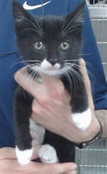 SALLY -  Domestic Short Hair Cat for Adoption in Salinas, California - SALLY | PetCurious
