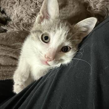 Willa -  Domestic Short Hair Cat for Adoption in Portland, Oregon - Willa | PetCurious