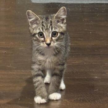 Grape -  Domestic Short Hair Cat for Adoption in La Grange, Kentucky - Grape | PetCurious