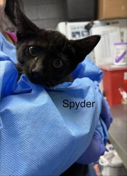 Spyder -  Domestic Short Hair Cat for Adoption in Fort Worth, Texas - Spyder | PetCurious