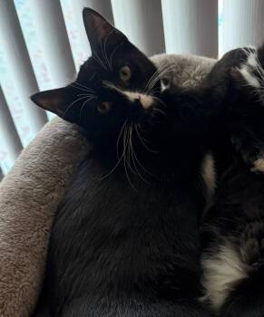 Rescue Domestic Short Hair Cats for Adoption in Mokena, Illinois - Ninja | PetCurious