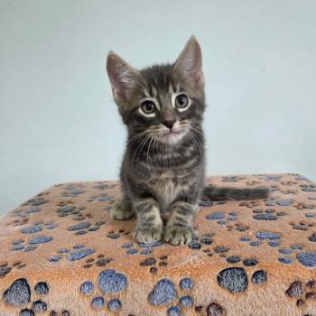 Wyatt -  Tabby and Domestic Short Hair Cat for Adoption in High Ridge, Missouri - Wyatt | PetCurious