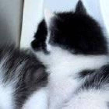 Telemachus -  Domestic Short Hair Cat for Adoption in Norman, Oklahoma - Telemachus | PetCurious
