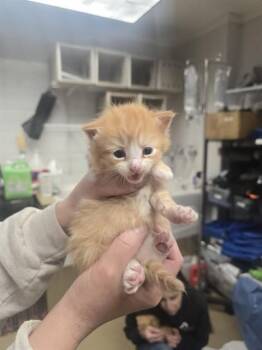 Domestic Medium Hair Cats Available for Adoption in Easton, Maryland - TRUSTY | PetCurious
