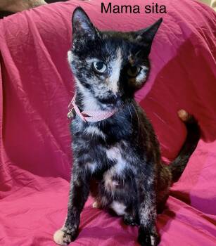 Rescue Domestic Short Hair Cats for Adoption in Goodlettsville, Tennessee - Mama Sita | PetCurious