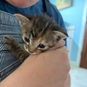 Back and Forth from New York C11831 -  Domestic Short Hair Cat for Adoption - Back And Forth From New York C11831 | PetCurious