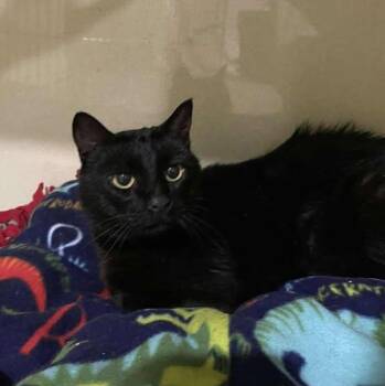 Phyllis -  Domestic Short Hair Cat for Adoption in Winthrop, Maine - Phyllis | PetCurious