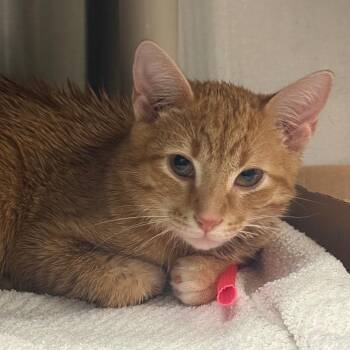 Domestic Short Hair Cats Available for Adoption in Springfield, Illinois - Snuffle | PetCurious