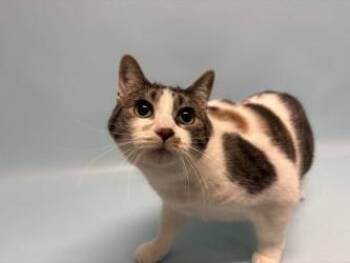 Nikki -  Domestic Short Hair Cat for Adoption in Golden Valley, Minnesota - Nikki | PetCurious