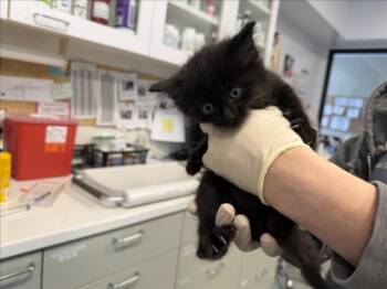 JAK -  Domestic Medium Hair Cat for Adoption in Santa Fe, New Mexico - JAK | PetCurious