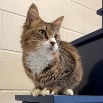 Domestic Medium Hair Cats Available for Adoption in Fairport, New York - Trillium | PetCurious