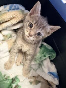 Domestic Short Hair Cats Available for Adoption in Morgantown, Kentucky - Hornet | PetCurious