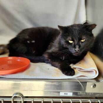 Domestic Short Hair Cats Available for Adoption in Walker, Michigan - Glenn | PetCurious